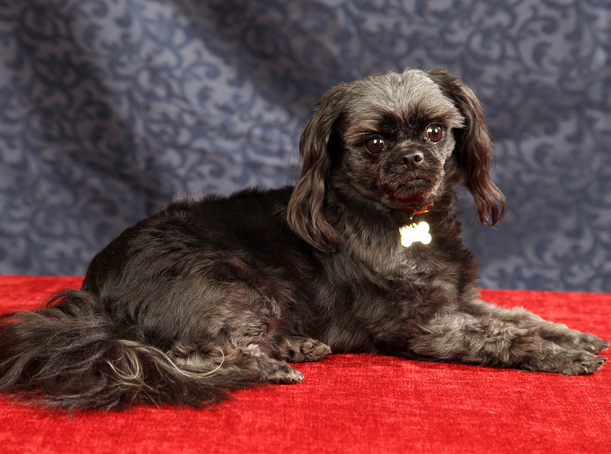 The French Groomer